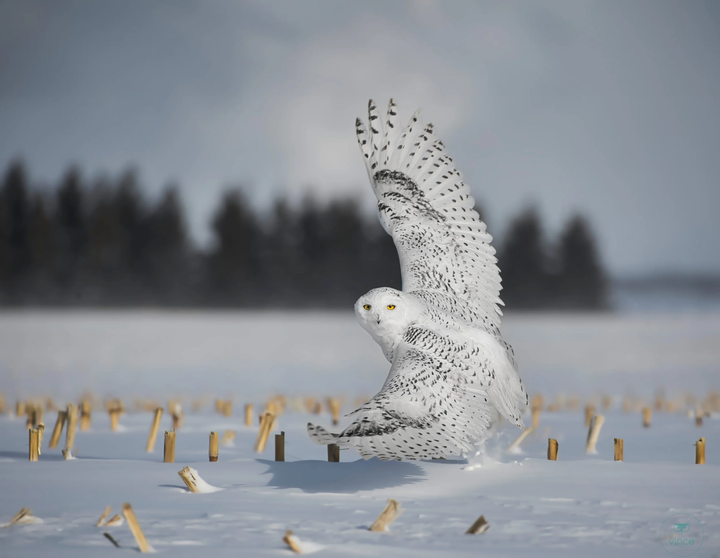 Snowy owl mid-flight over harvested field