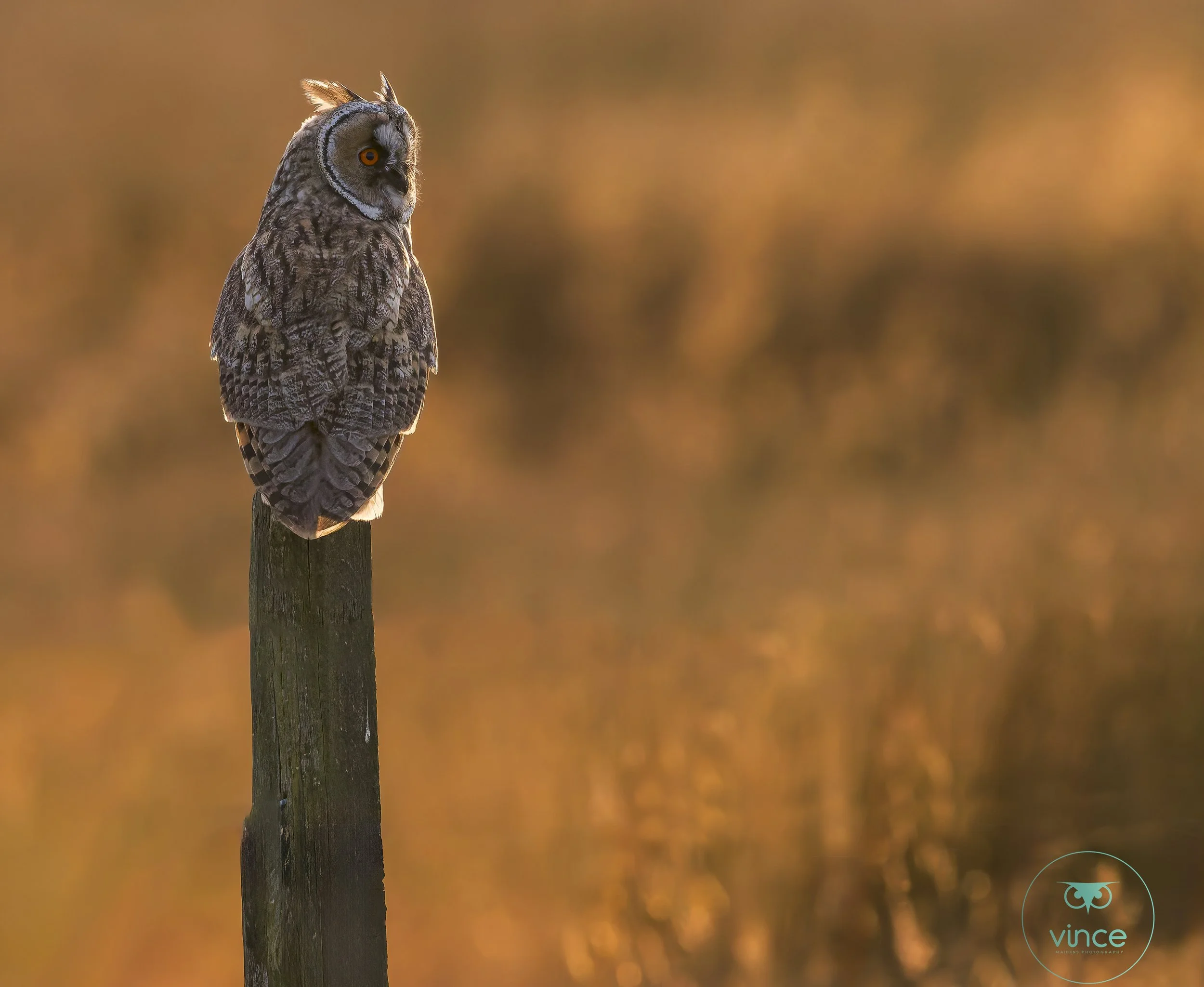 Owl on weathered post, orange bokeh